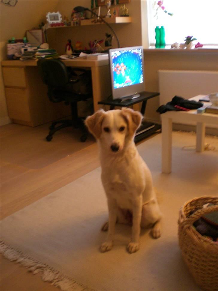 Blanding af racer Honey - so sweet! billede 15