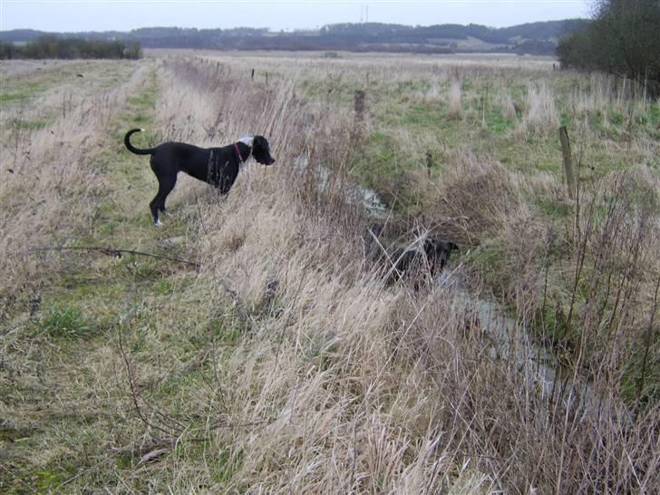 Blanding af racer Raja - Meget savnet billede 7