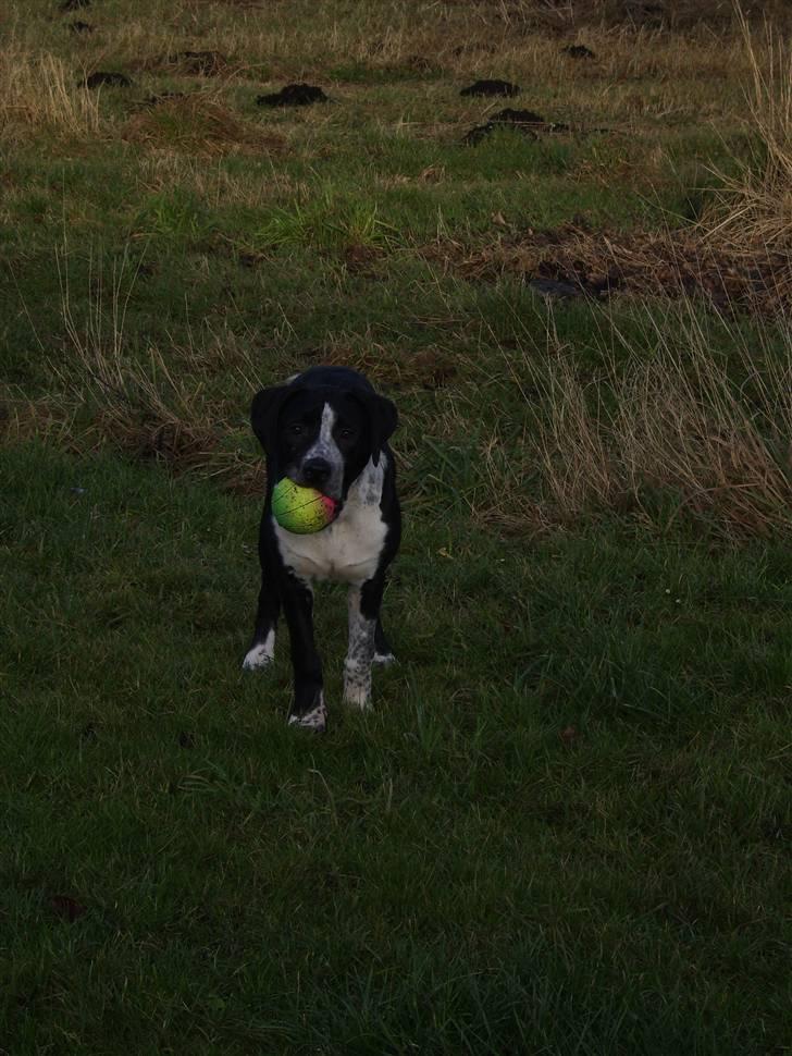 Blanding af racer Raja - Meget savnet - Se mor, jeg har fundet bolden billede 8