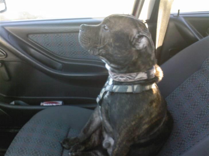 Staffordshire bull terrier Clinton - Hans kongelige højhed.. billede 13