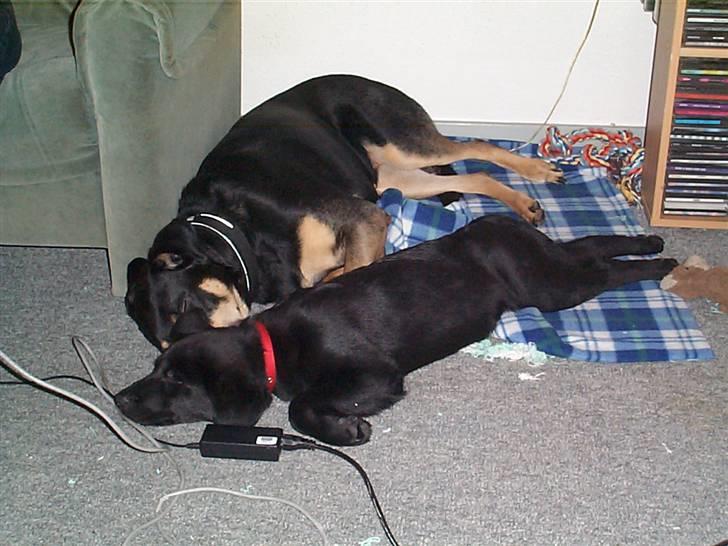 Blanding af racer Zenta - Micha og jeg ligger og sover. billede 10