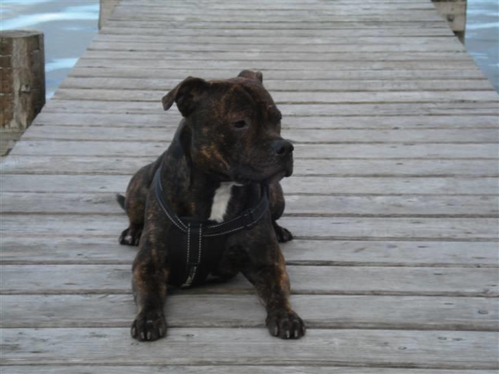 Staffordshire bull terrier Clinton - en lille pause fra gåturen ved Arresø... billede 14
