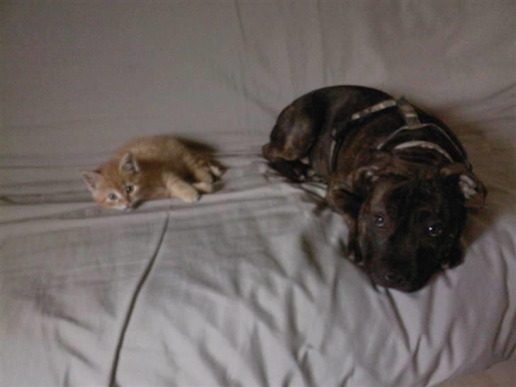 Staffordshire bull terrier Clinton - Clinton og Minimonster billede 15