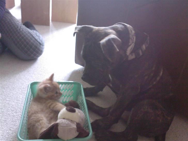 Staffordshire bull terrier Clinton - Her er han med hans -næsten- altid bedste ven Minimonster.. billede 16