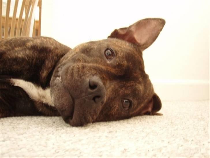 Staffordshire bull terrier Clinton - meget søvnig Clinton:) billede 17