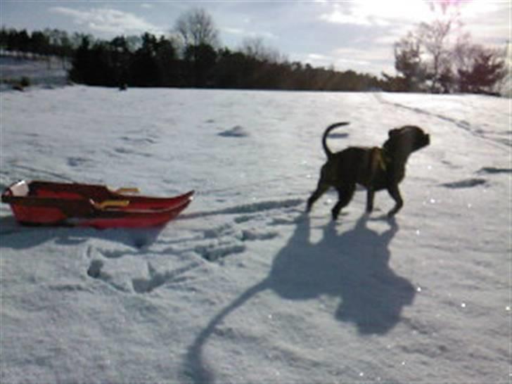 Staffordshire bull terrier Clinton - slædehunden...:) billede 18