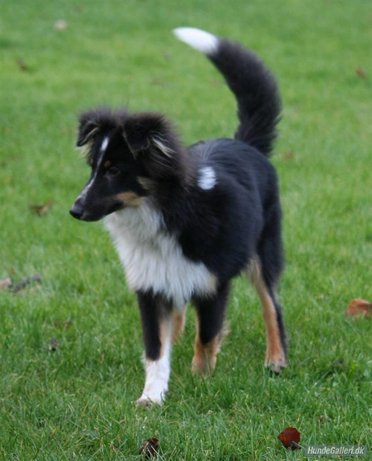 Shetland sheepdog Koda billede 19