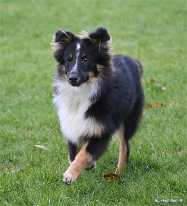 Shetland sheepdog Koda billede 20