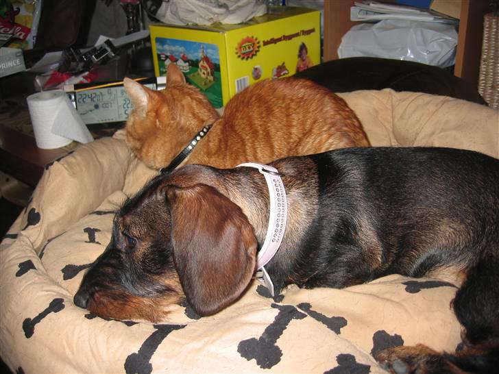 Gravhund Tilla billede 1