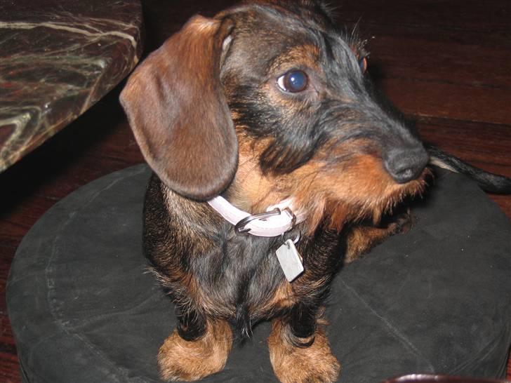 Gravhund Tilla billede 2