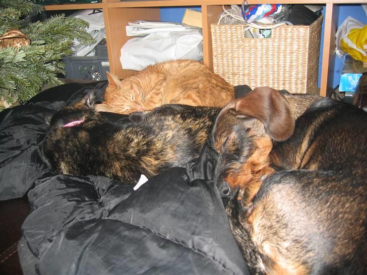 Gravhund Tilla billede 3