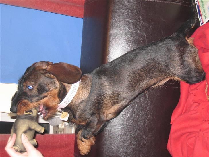 Gravhund Tilla billede 4