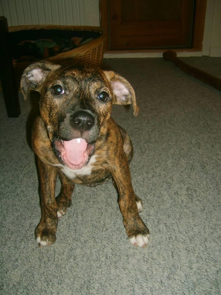 Amerikansk bulldog Dixie billede 12