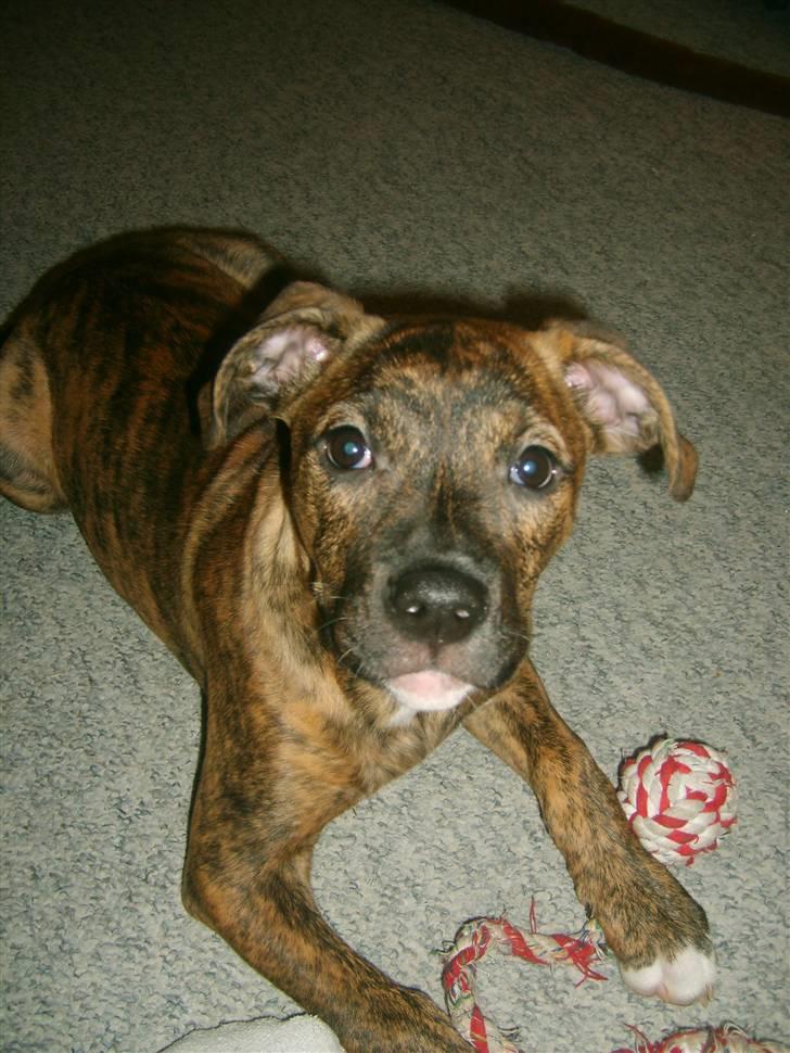 Amerikansk bulldog Dixie billede 13