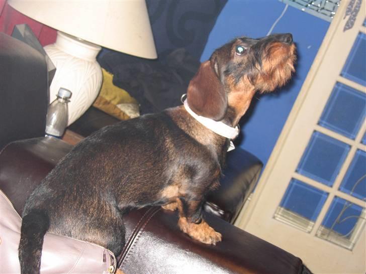 Gravhund Tilla billede 5