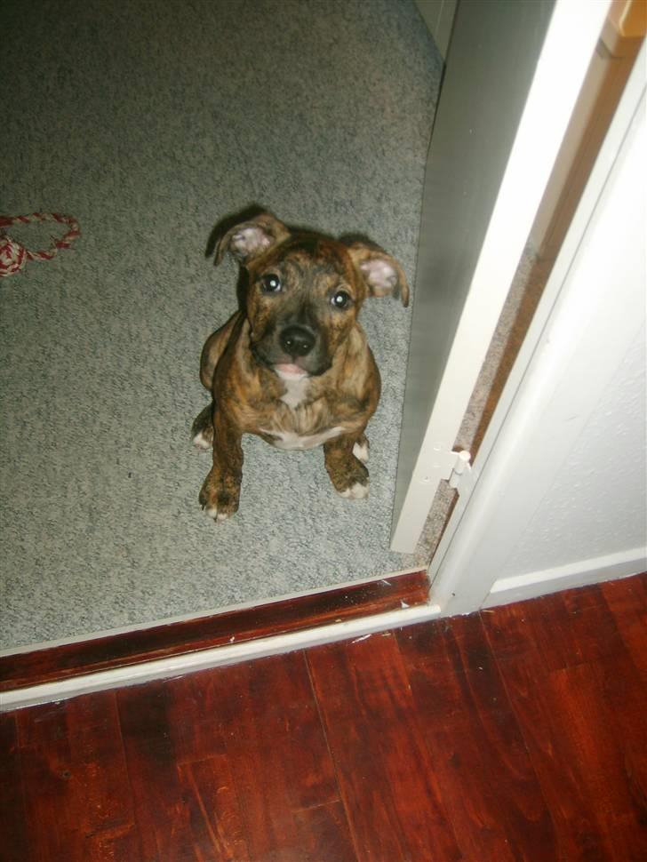 Amerikansk bulldog Dixie billede 14