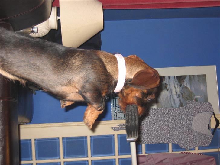 Gravhund Tilla billede 6