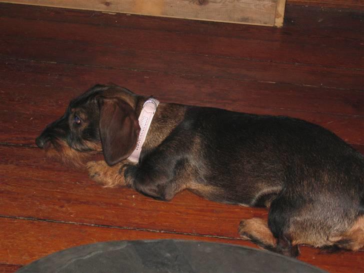 Gravhund Tilla billede 7