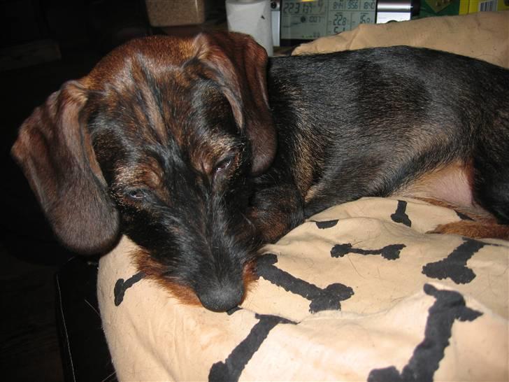 Gravhund Tilla billede 8