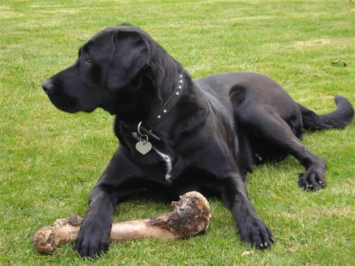 Blanding af racer Fie - Nu er jeg 18 mdr. gammel og gnasker på mit 4 lårben... Uhmmmm billede 20