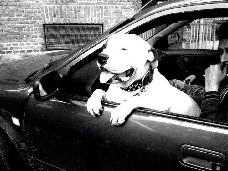 Amerikansk bulldog Ghetto Super Star* R.I.P - Hop ind..... billede 10