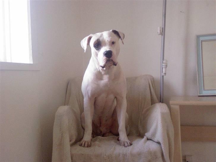 Amerikansk bulldog Ghetto Super Star* R.I.P - Ghetto i konge stolen billede 11