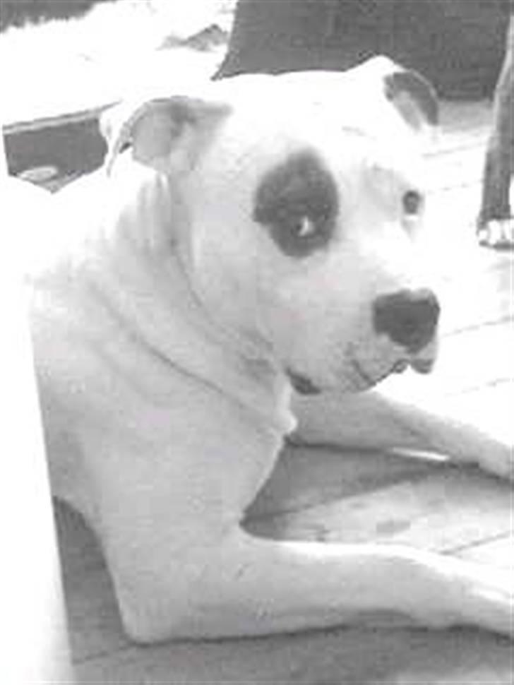 Amerikansk bulldog Ghetto Super Star* R.I.P - scar face Ghetto han var blevet bidt :O( billede 12