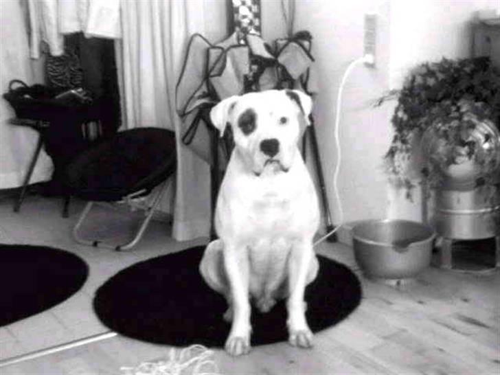 Amerikansk bulldog Ghetto Super Star* R.I.P billede 13