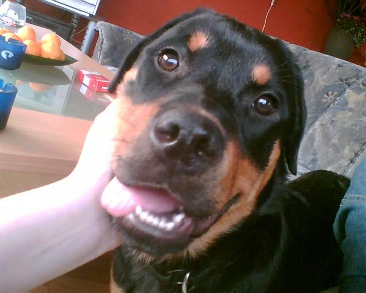 Rottweiler Tezza - jeg elsker at blive fotograferet - og jeg stiller gerne op som model. billede 1