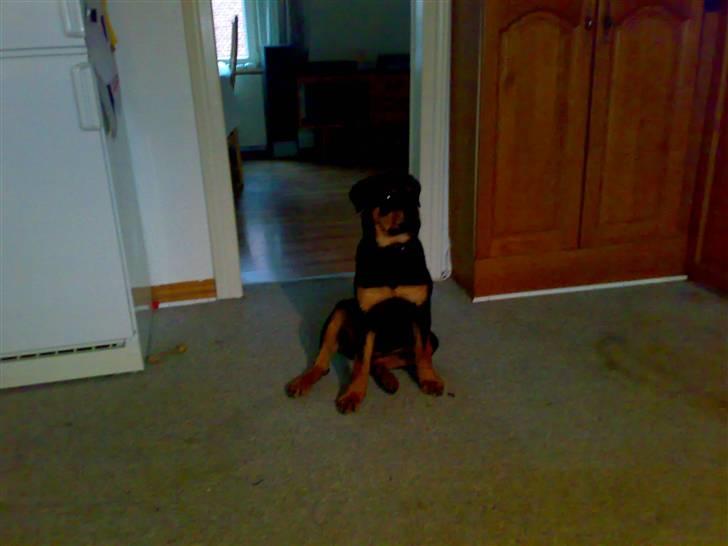 Rottweiler Tezza - jeg sitter og sitter - for nu har jeg fået det lært! billede 2