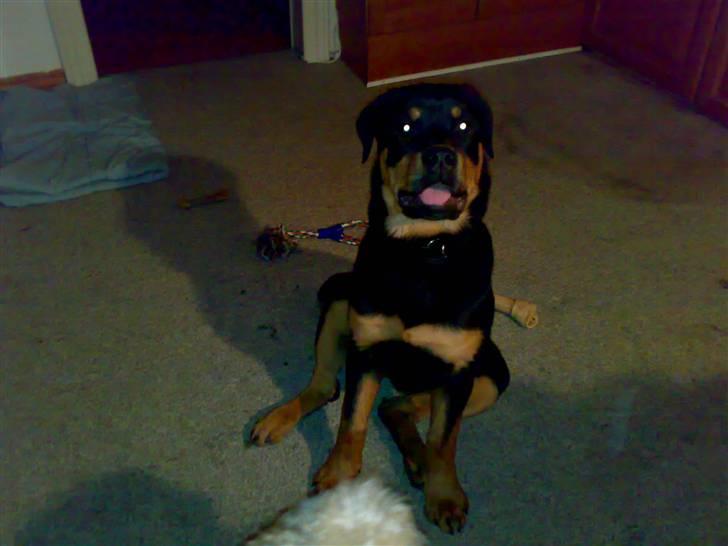 Rottweiler Tezza - her er jeg lige ved at lære at " halse" - så nu kan jeg også det ! +HAHA+ billede 3