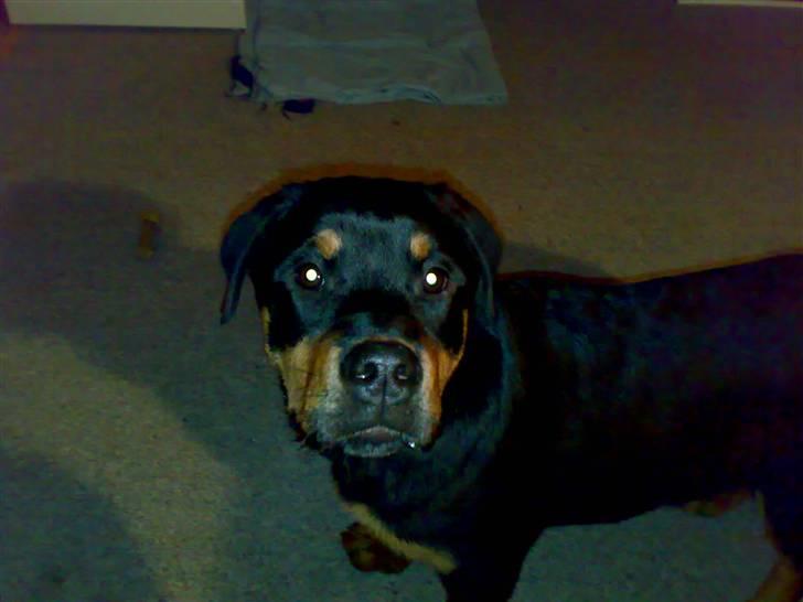 Rottweiler Tezza - Nu vil jeg gerne ud  - for når man skal så skal man ! billede 4