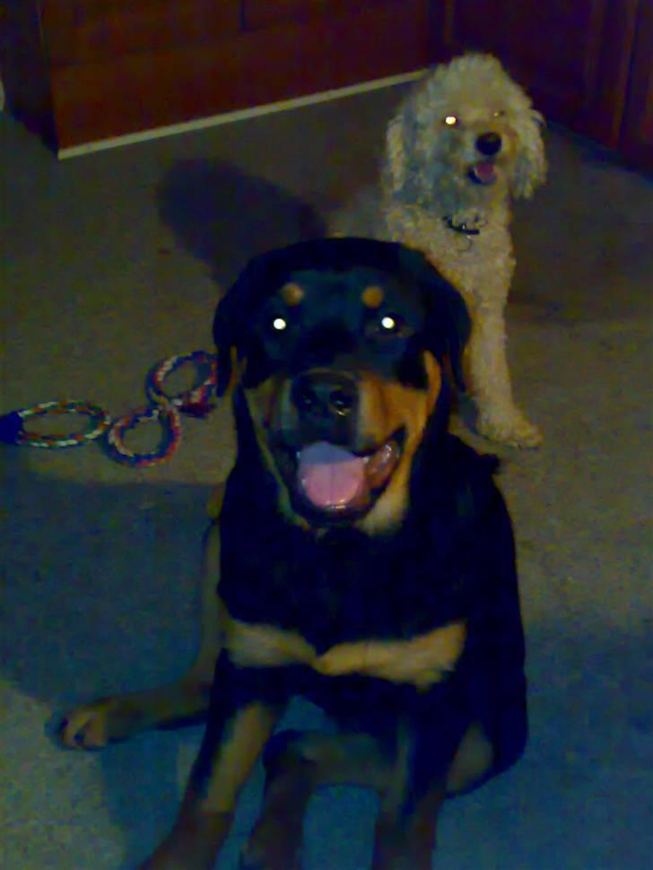 Rottweiler Tezza - Her er jeg med min bedste ven Paw - han bor også her sammen med mig ! billede 5