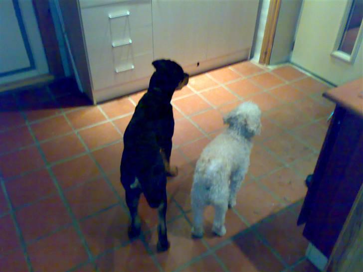 Rottweiler Tezza - Så venter vi ( paw og mig ) på Far - mon ikke snart han kommer hjem ? billede 6