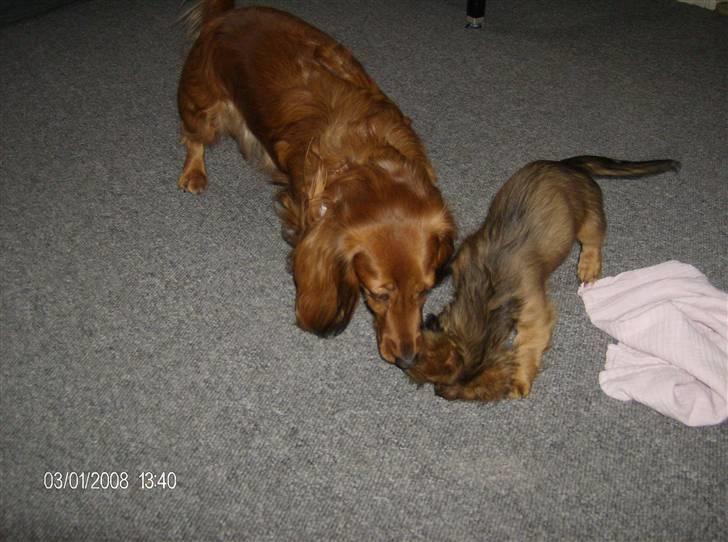 Dværggravhund MILA - mila og jakob leger lige lidt 2008 billede 14