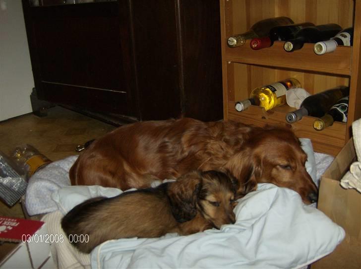 Dværggravhund MILA - hmm tja man kan også blive træt 2008 billede 15