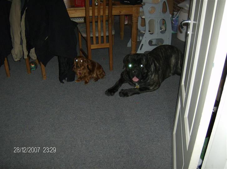 Dværggravhund MILA - mila og hendes nye stor ven 2008 billede 16