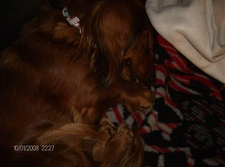 Dværggravhund MILA - mila tager sig lige en lille lur se lige hendes tunge stikker ud af munden 2008 billede 17