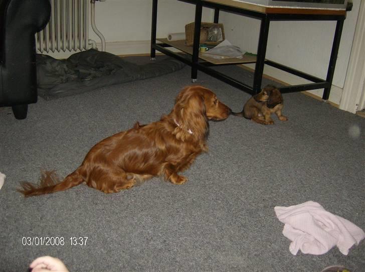 Dværggravhund MILA - mila og jakob 2008 billede 18