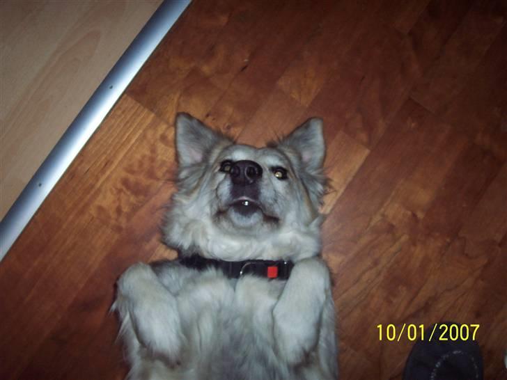 Blanding af racer lucy - hvad så er jeg ikke dejlig billede 4