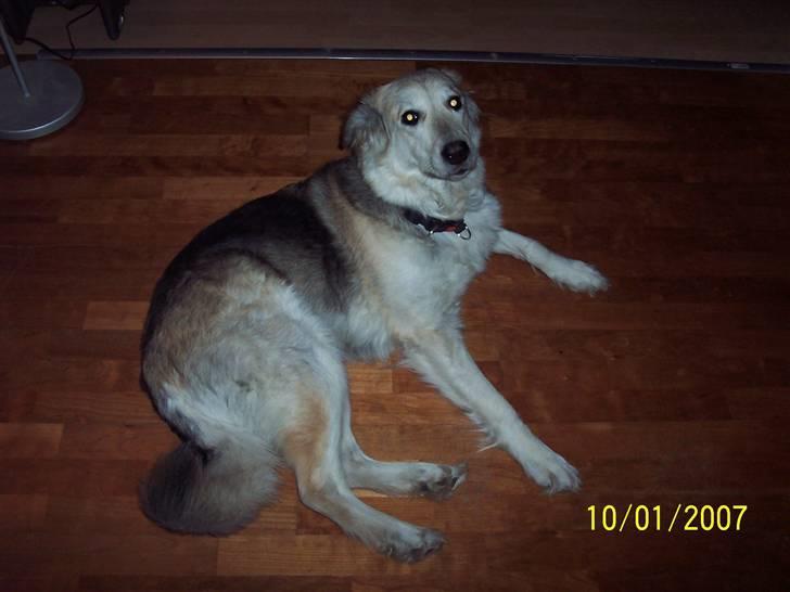 Blanding af racer lucy billede 5