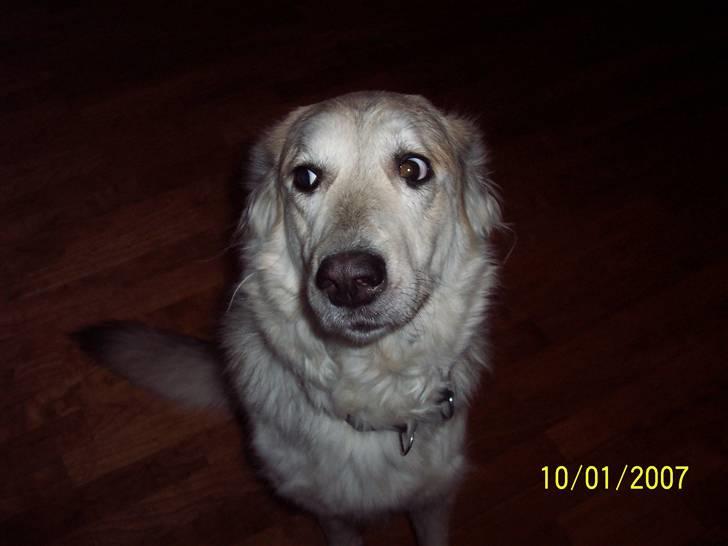 Blanding af racer lucy billede 6