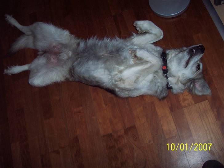 Blanding af racer lucy - kæl mig lige på maven ;O) billede 7