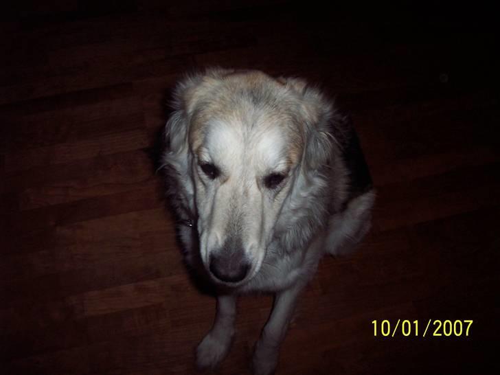 Blanding af racer lucy billede 8