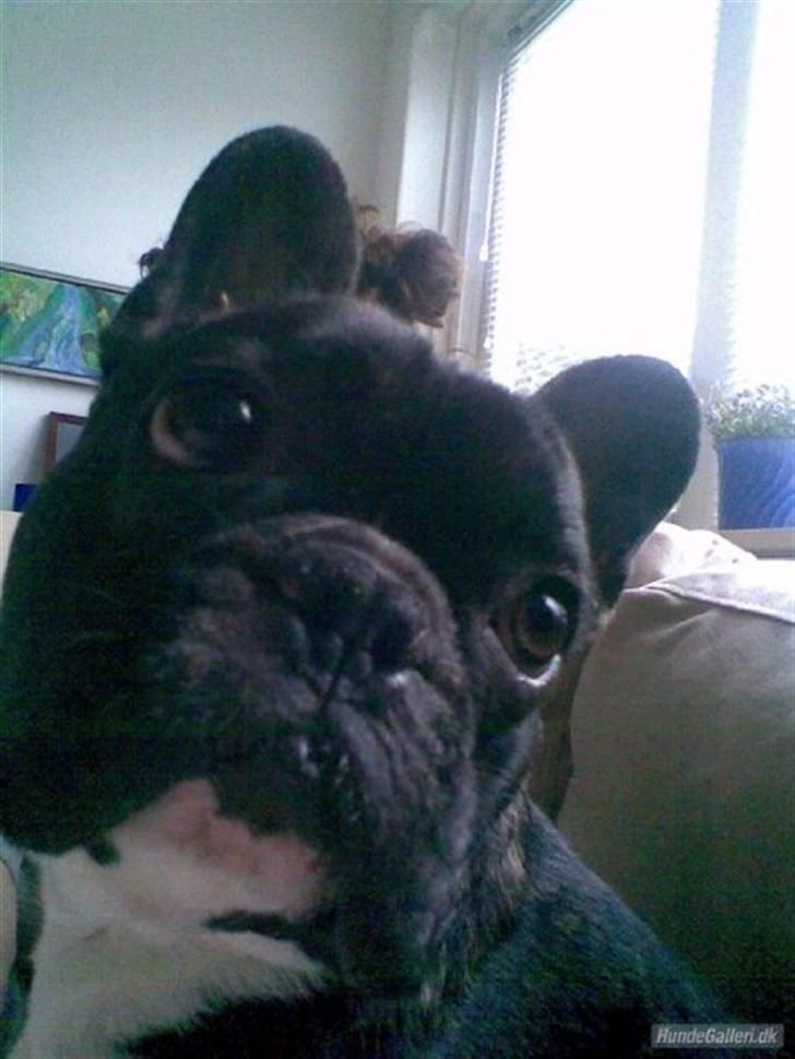 Fransk bulldog Sumo - Heeyyyyyyyyyyyy billede 1