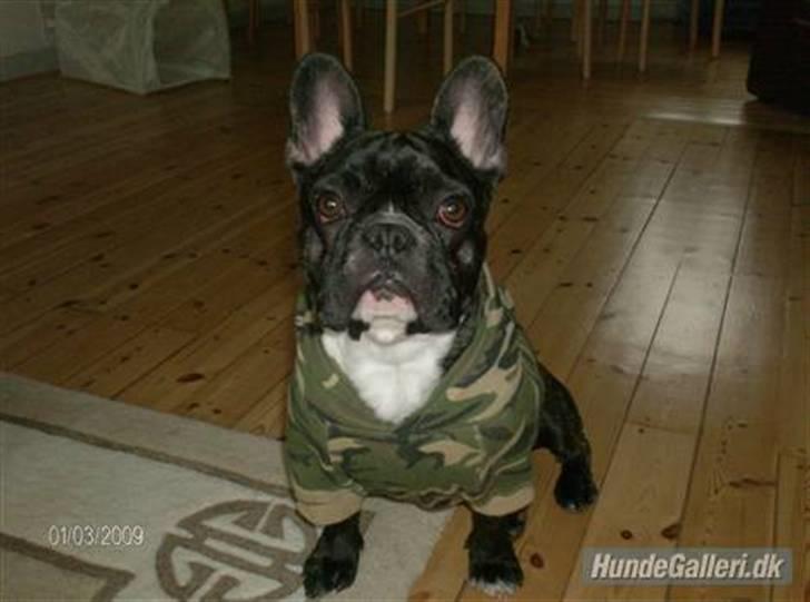 Fransk bulldog Sumo - Sumo - nu i Army billede 2