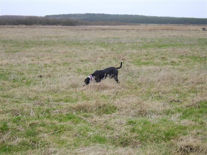 Blanding af racer Raja - Meget savnet billede 9