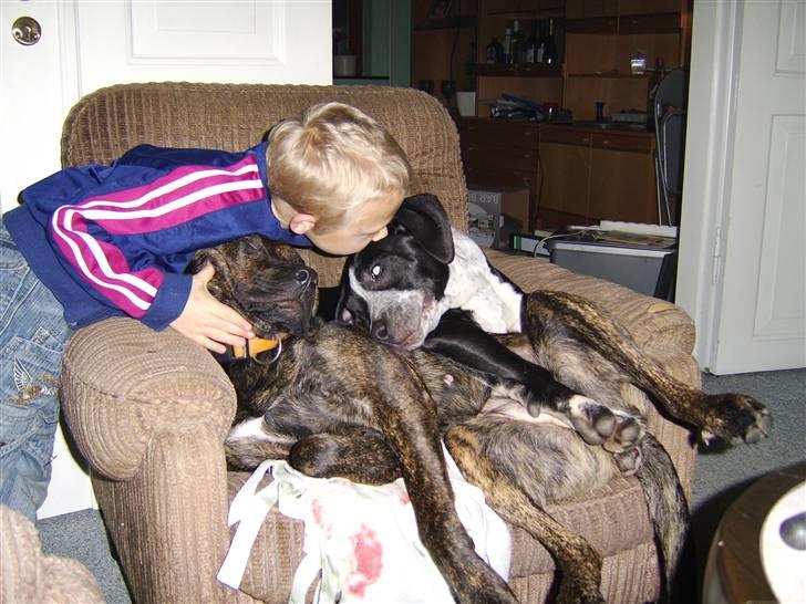 Blanding af racer Raja - Meget savnet billede 10