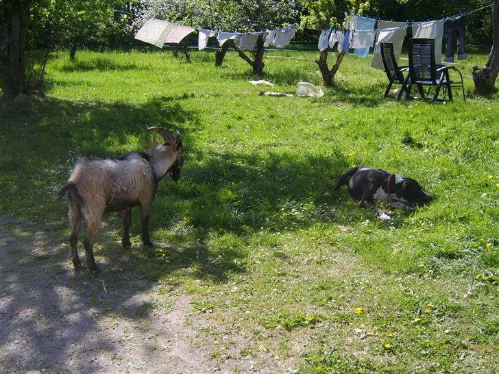Blanding af racer Raja - Meget savnet - Her er jeg og twister, vores søde gedebuk ;-) billede 11