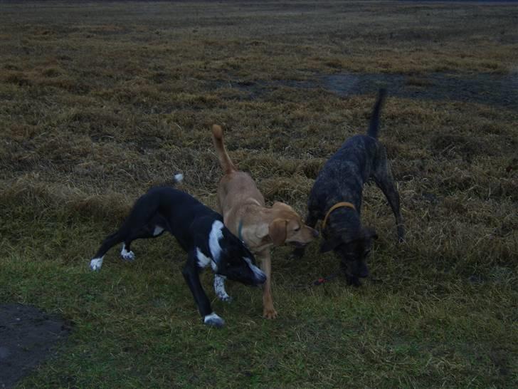 Blanding af racer Raja - Meget savnet - Her er vi så alle tre, mig, store søster Sasha og min ven Kenzo billede 12